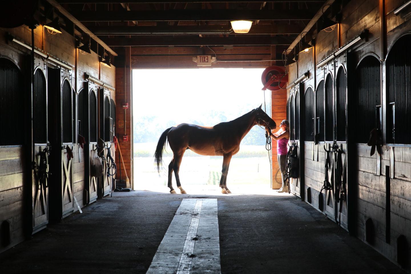 Silhouette of a horse in the stable doorway